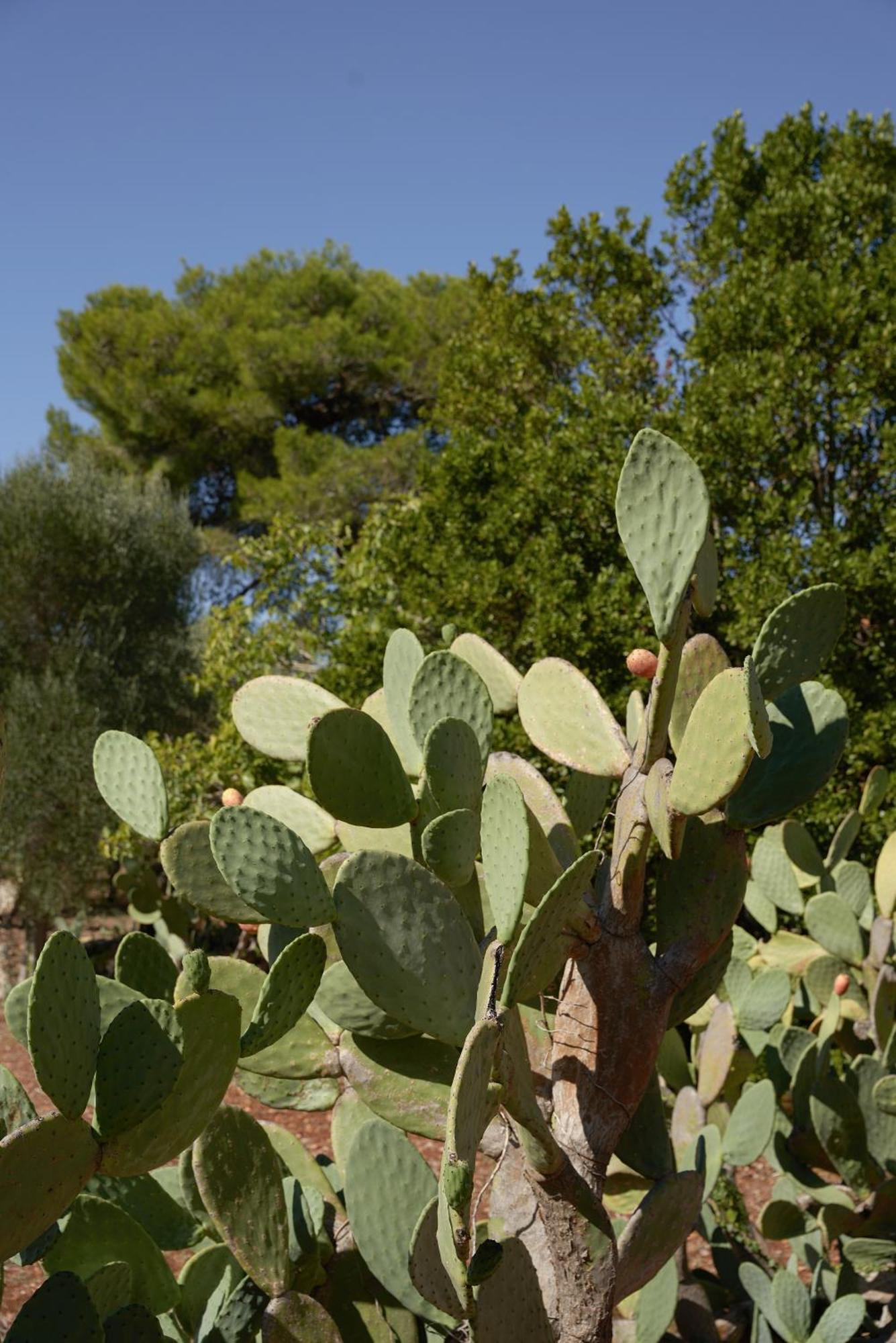Masseria Paradiso Ostuni Exteriör bild
